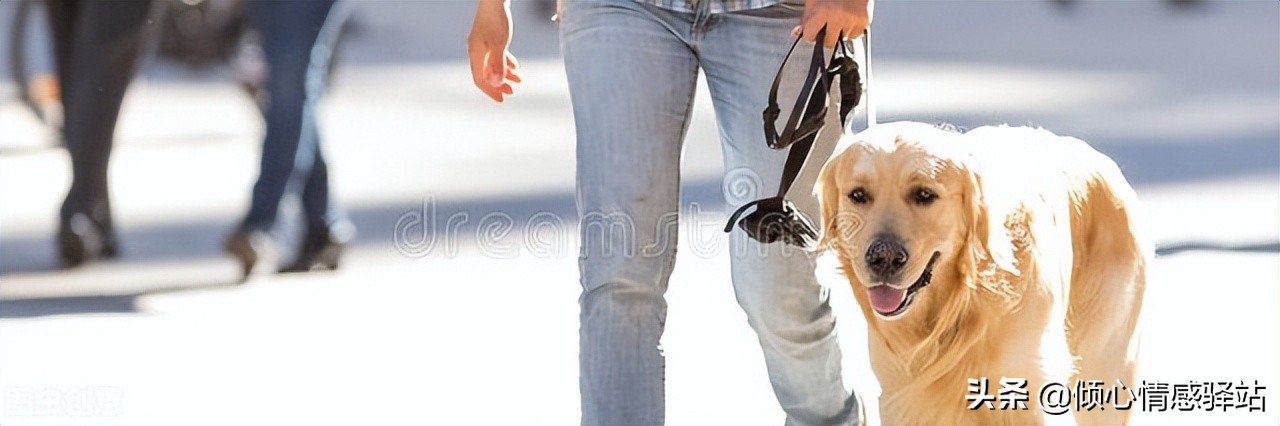 最忠心的五种狗小型犬品种,服从性最强中小型犬品种大全