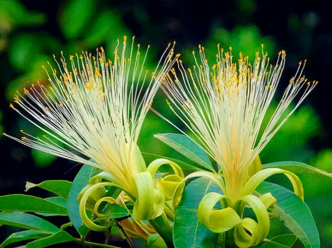 越养越吉利的三种花有哪些,家里养的吉利花有哪些