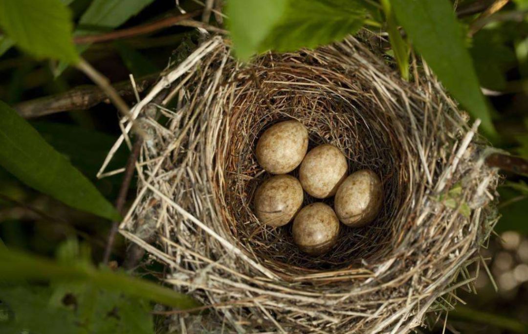 喜鹊窝防雨,喜鹊窝楼顶