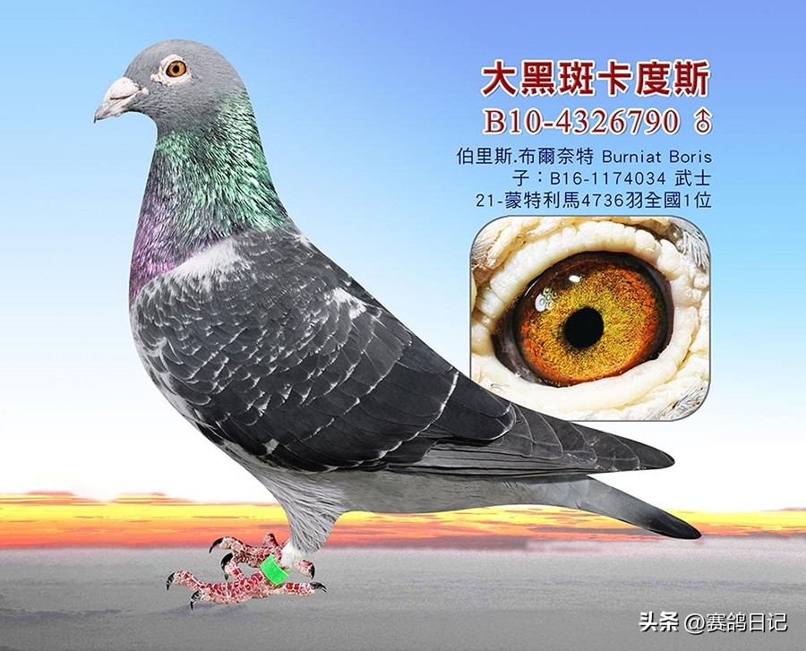 依天迪沃斯席丹号，伯里斯鸽系的起点