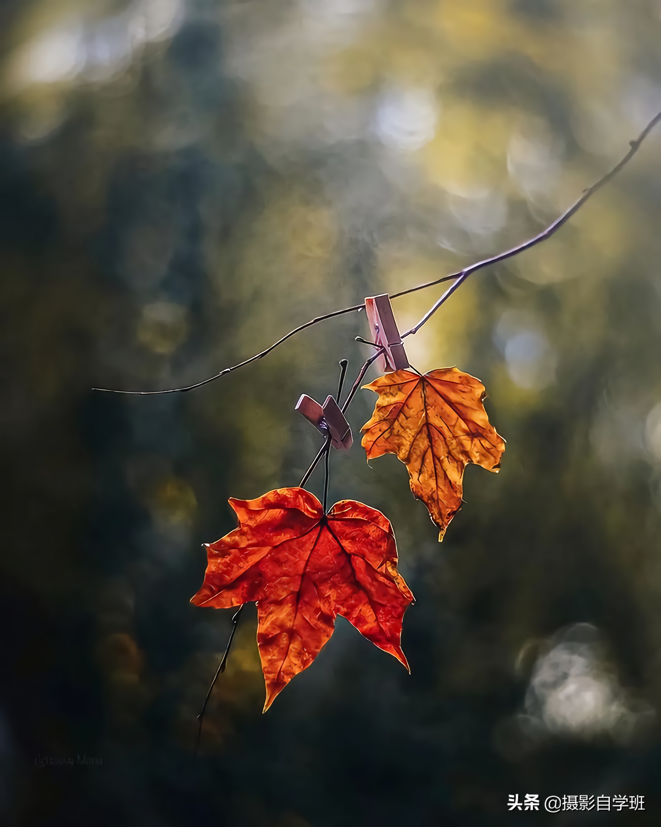 叶子怎么拍人出高级感,叶子怎么拍高级