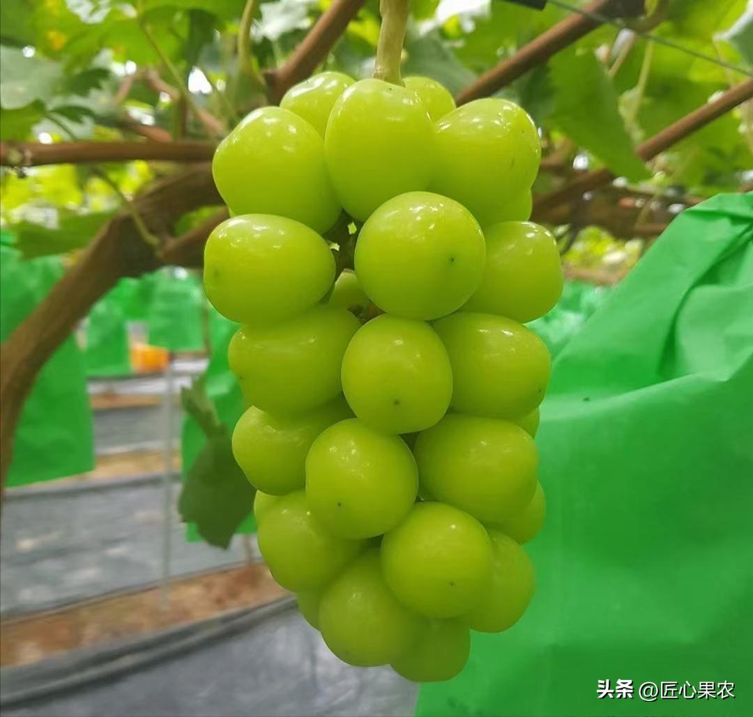 阳光玫瑰葡萄苗扦插好还是嫁接好,阳光玫瑰种植原根好还是嫁接好