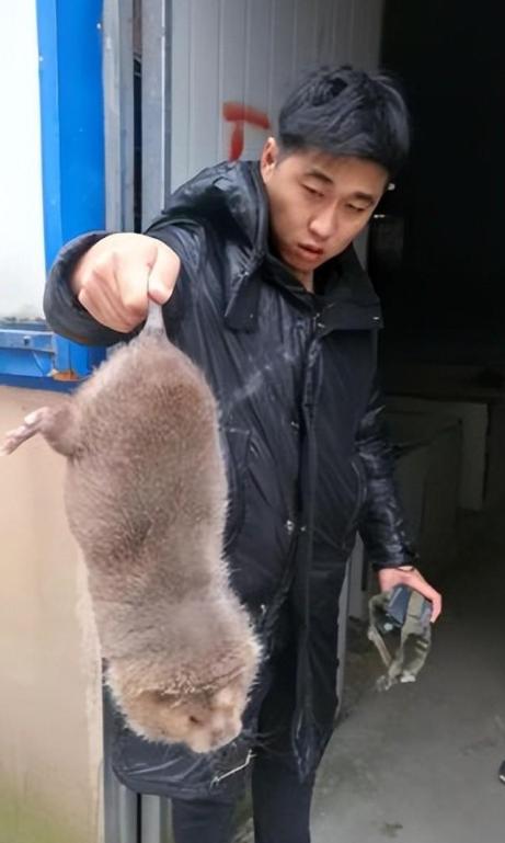 上海多地出现的巨大老鼠,上海发现巨型老鼠重达17公斤