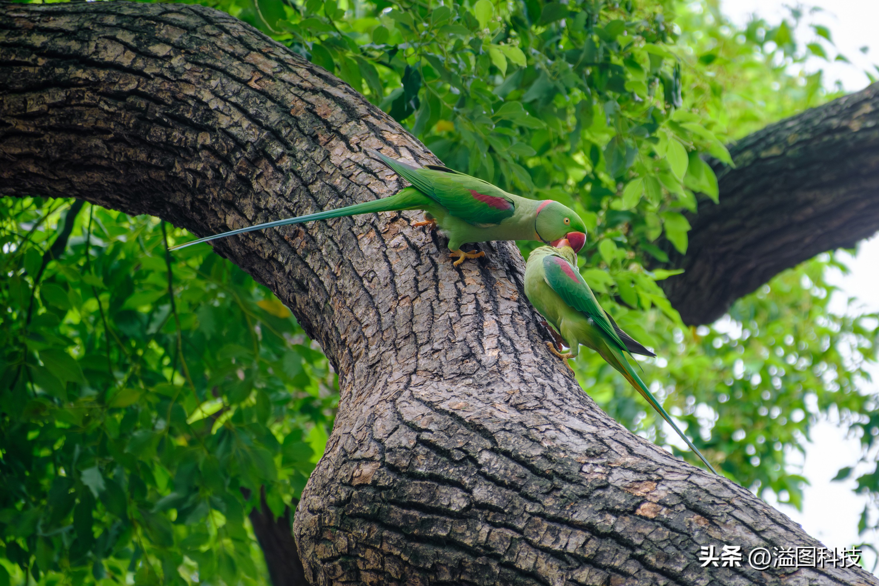富士x-s20怎么原价购买,富士x-s20单机身价格