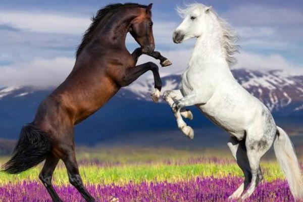 属马人2023年财运最佳的月份,生肖马2023年遇到正缘的月份