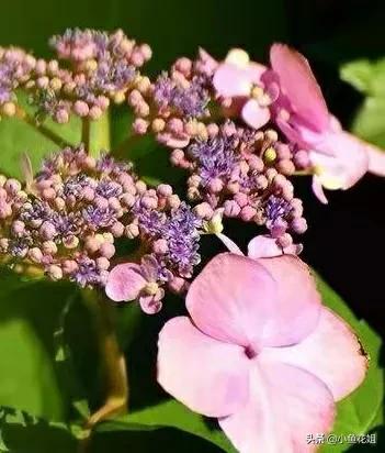 有一种花很好看但是很臭,名字很难听却很漂亮的花
