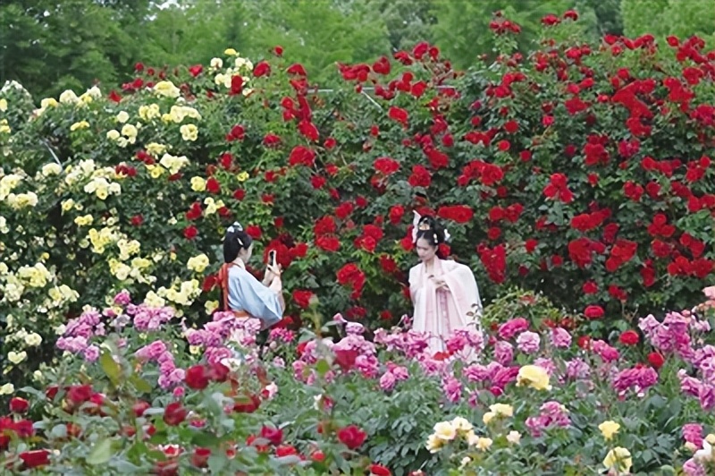 月季又香又漂亮,卧龙月季花