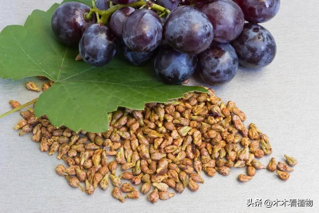 经常吃并不代表着你就了解它，一起来看看熟悉又陌生的葡萄吧