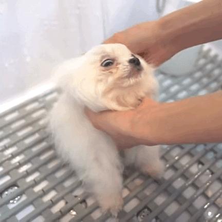 博美有泪痕怎么洗掉呢图片,博美有泪痕吃什么药可以解决