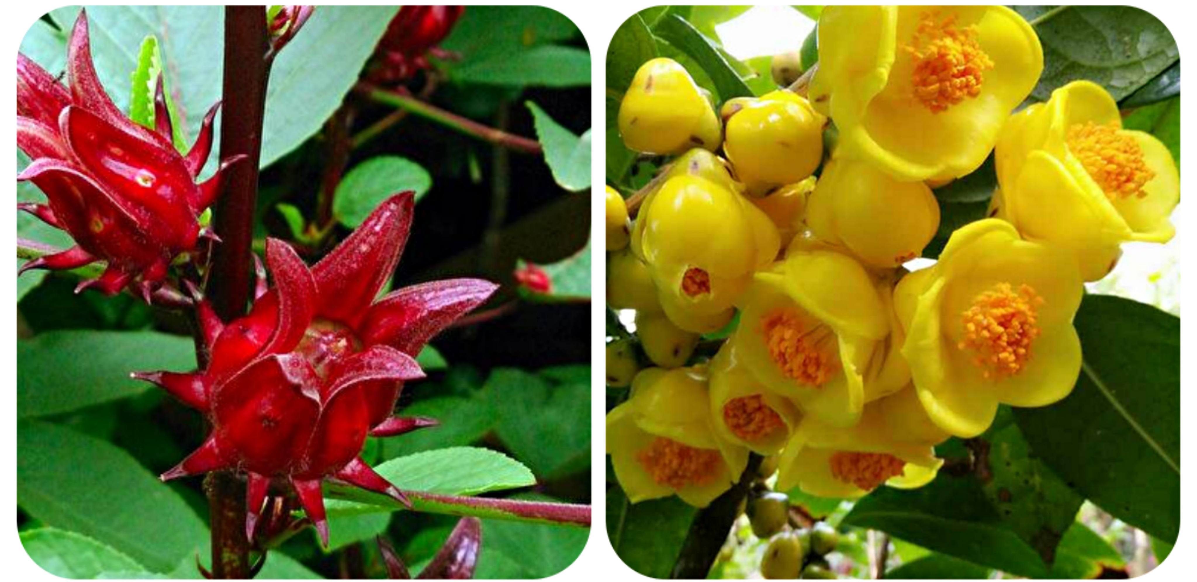 可以吃的野菜大全100种图解,教你认识100种野菜