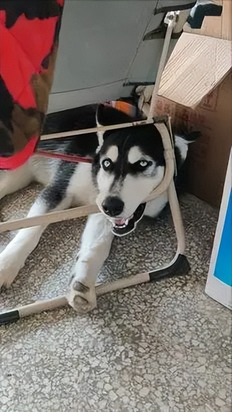 这6种狗狗别养，谁养谁崩溃，别不信