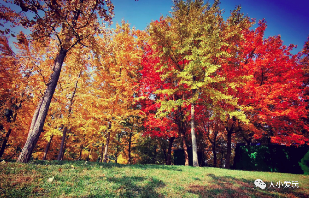 银杏最美的地方,金秋十月最美的银杏