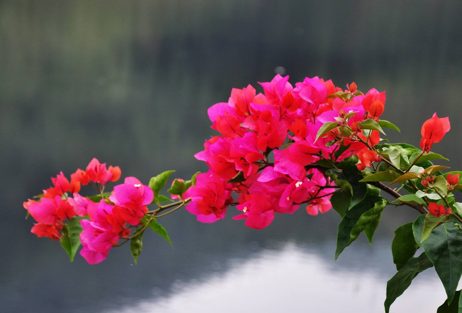 红薯叶打矮壮素,红薯叶三蒸三晒