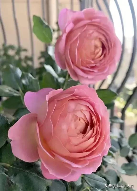 大花浓香勤花的月季品种,大花月季品种介绍大全图片及价格