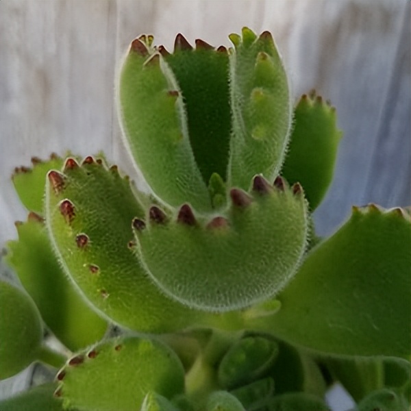 102个大类近500个多肉植物图片，都极其美丽，建议在家中也养一盆