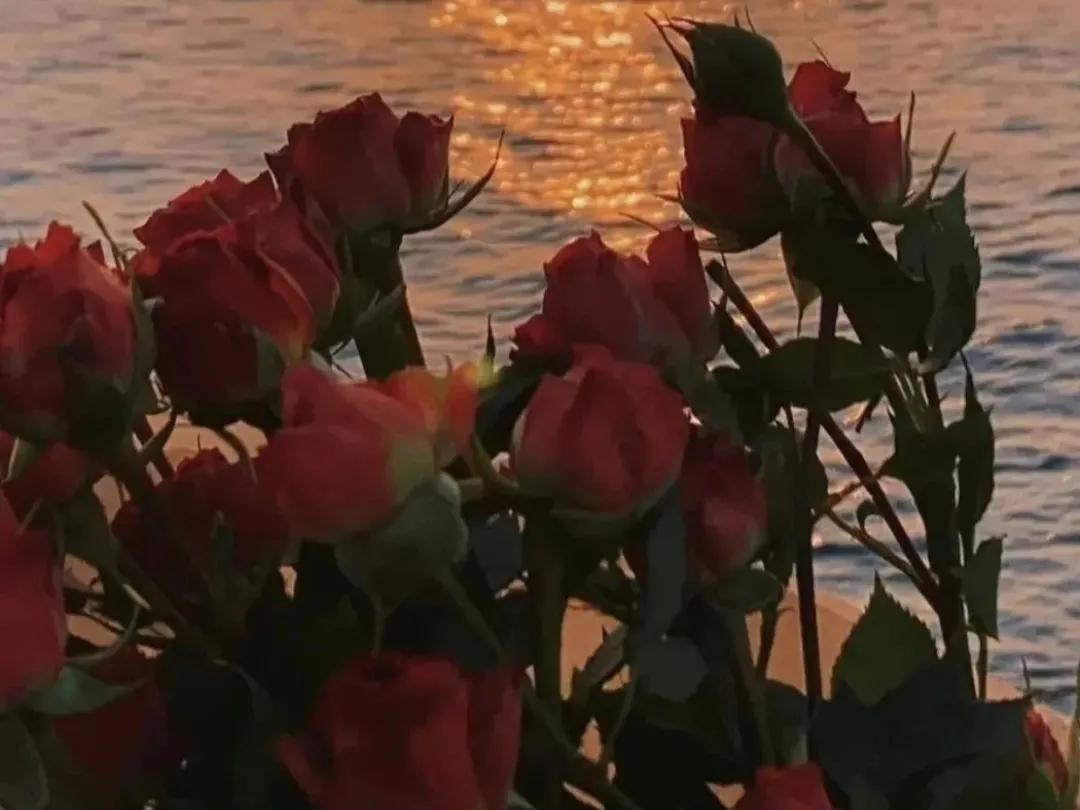 和玫瑰有关的高级文案短句,玫瑰送给自己也很浪漫文案