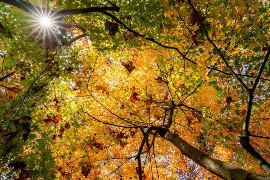 全国仅10位！江苏唯一！这位肝胆肿瘤专家荣获全国“重量级”表彰！