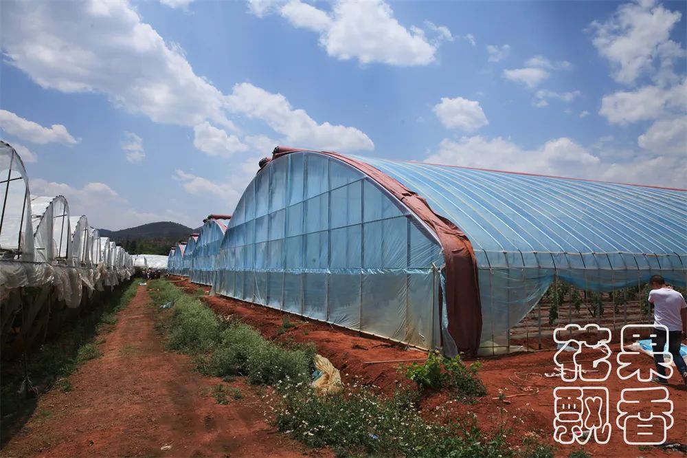 云南阳光玫瑰上市多少钱一斤呢,云南阳光玫瑰多少钱一公斤