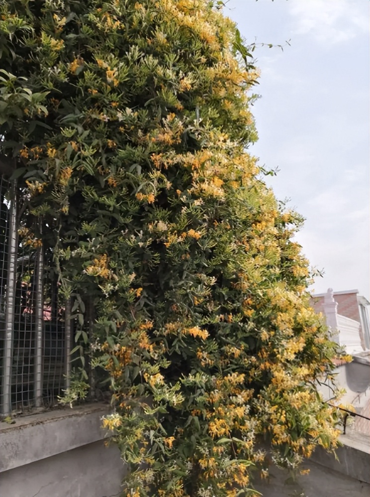 什么花做花墙最好种植,打造花园阳台推荐养什么花