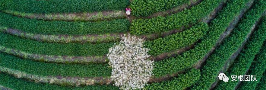 如何引导农民合作社发展,我国农民合作社发展的政策机遇