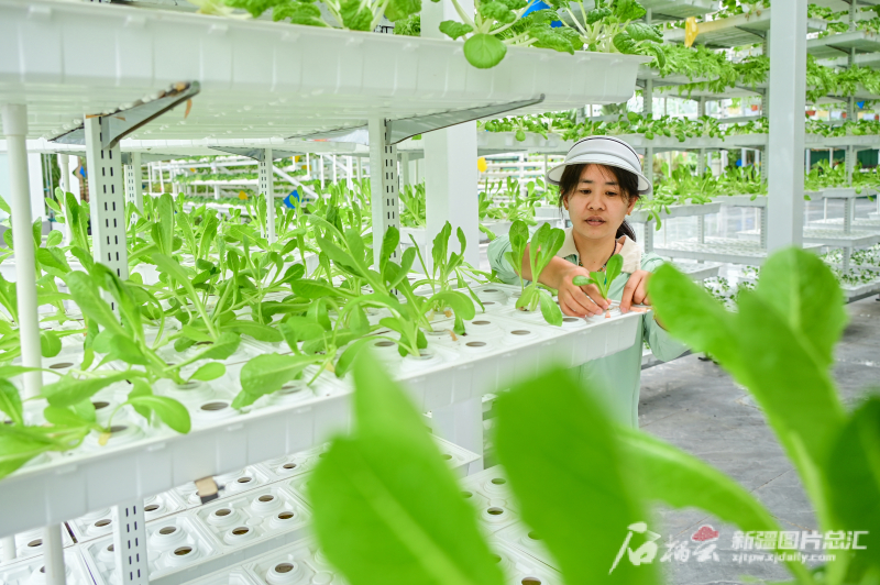 宣城智慧农业种植,科学种植助力现代农业跨越提升