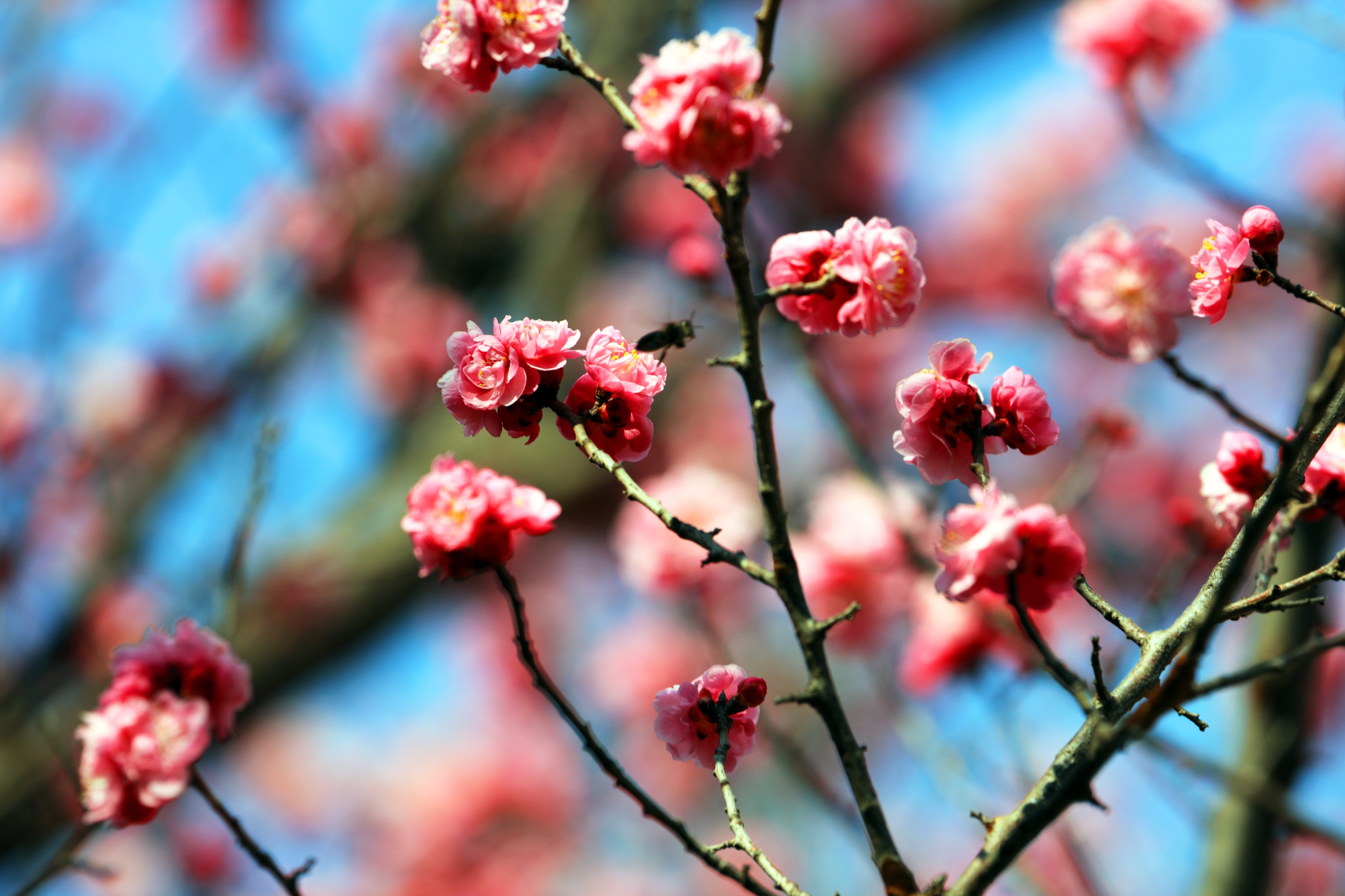 五四青年节致老青年们的图片,祝福五四青年节的图