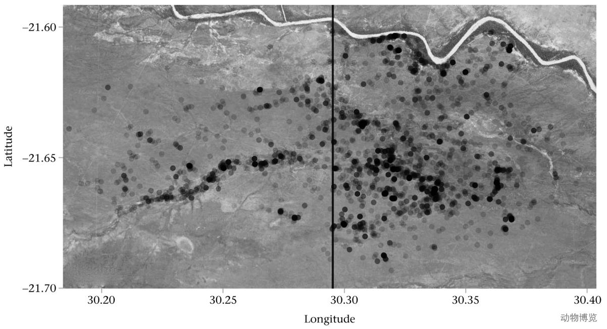 豹子丧命,豹子的悲惨下场视频