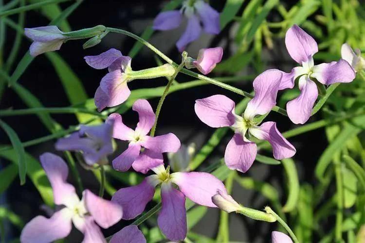 花园里的花散发着怎么样的清香,一年四季花园都有美丽的花