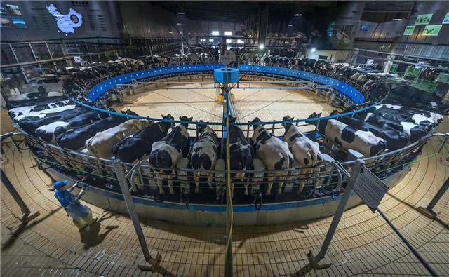 奶牛养殖场建设的标准是,奶牛养殖小区管理