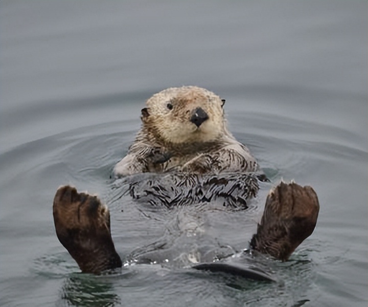水獭建筑大师,动物界的建筑大师河狸