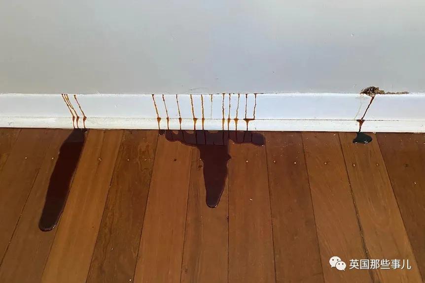 澳洲夫妇家墙壁突然莫名“渗血”!两人鼓起勇气拆开墙