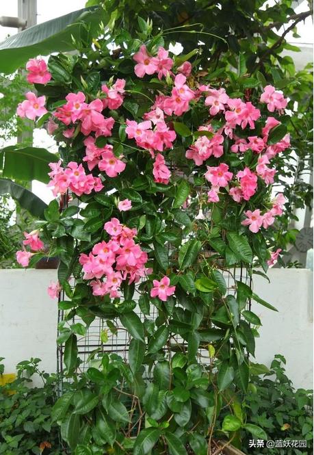 长寿花夏季怎么养开花繁茂,盆栽金桔夏季如何养开花挂果多