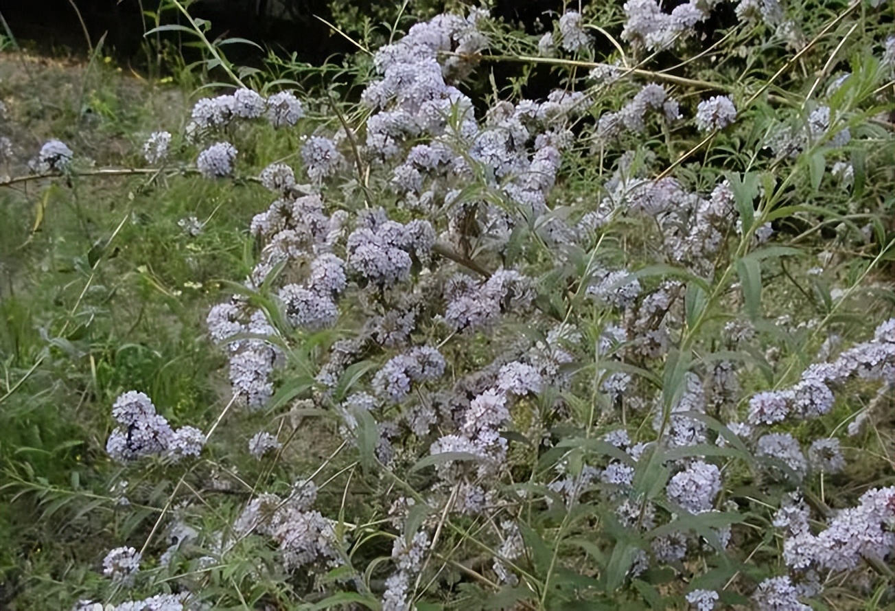 植物识别小口诀，总结的太全了！