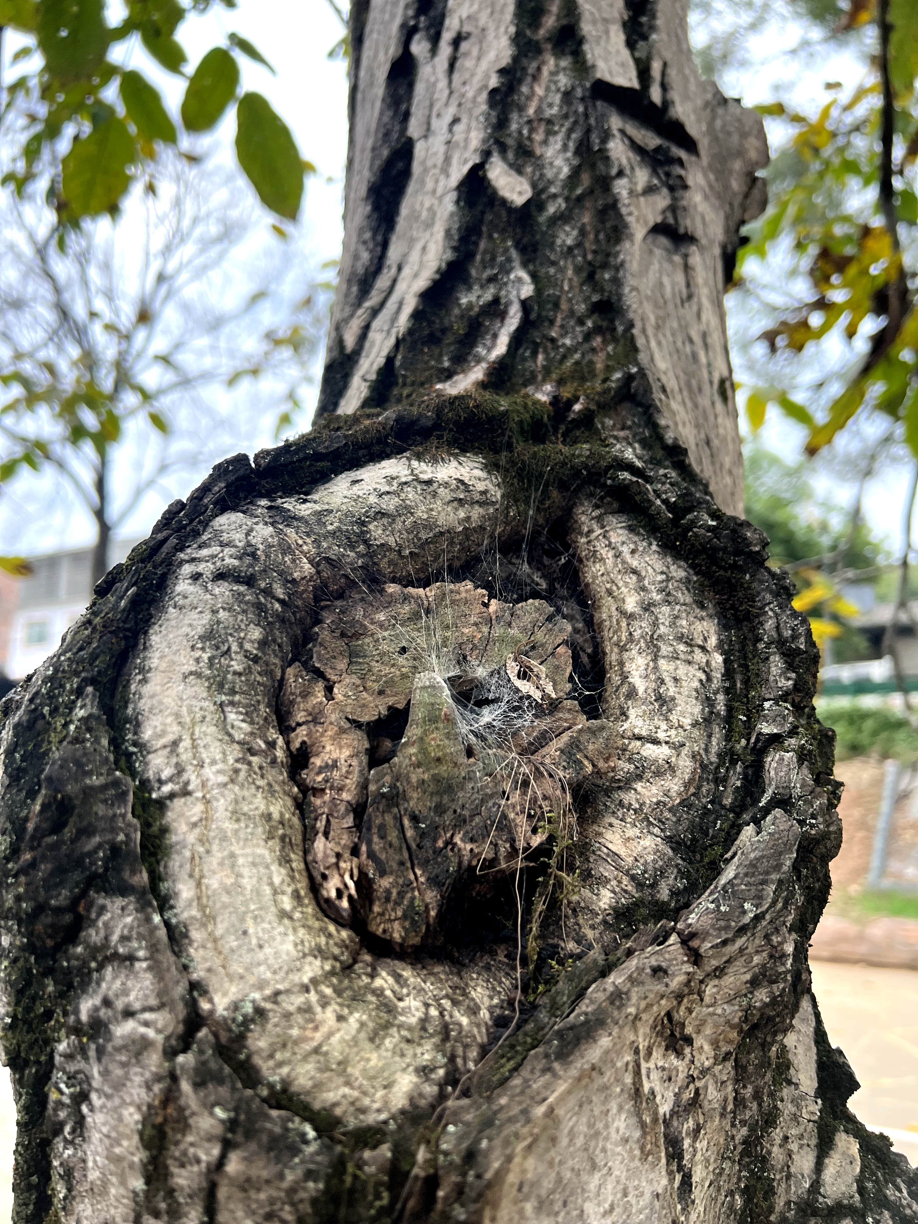 四川广元剑阁核桃树,广元剑阁核桃树