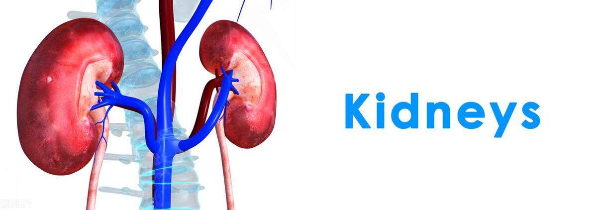 月经期不小心喝牛鞭汤,给老公做鸽子羊鞭汤