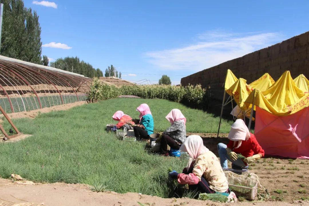 高台发展特色产业促进农民增收,高台县发家致富