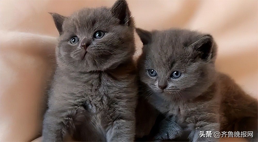 饭店有蟑螂怎么消灭小妙招,衣柜彻底消灭蟑螂小妙招