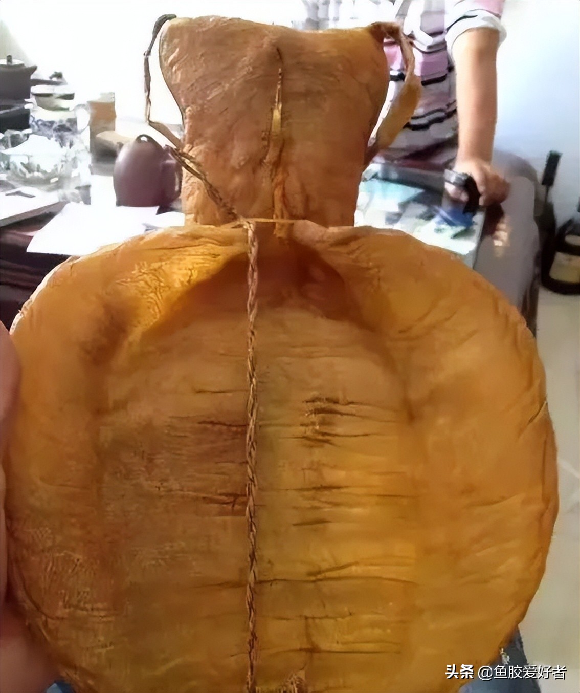 金钱鳘鱼胶行业中有鱼胶之王称号,最好的鳘鱼胶