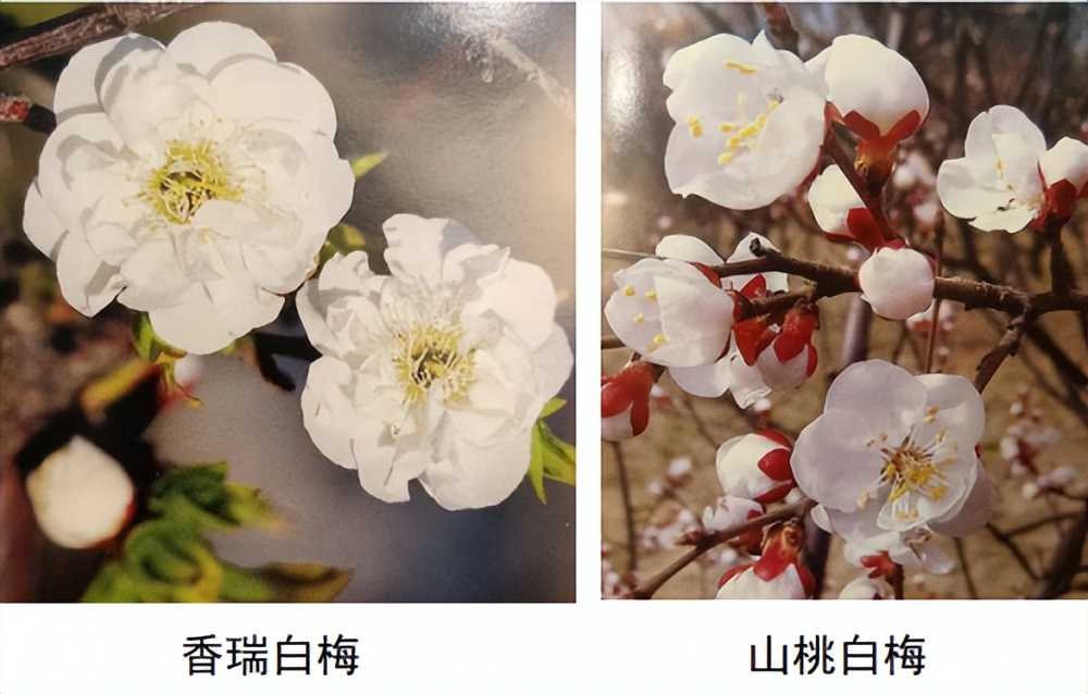 代树刚：“南梅北移”让京城百姓看得见梅花