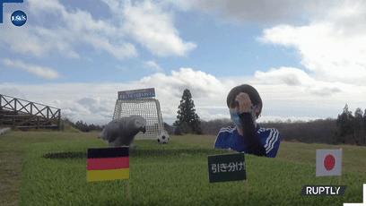 大熊猫成功预测世界杯,世界杯熊猫预测