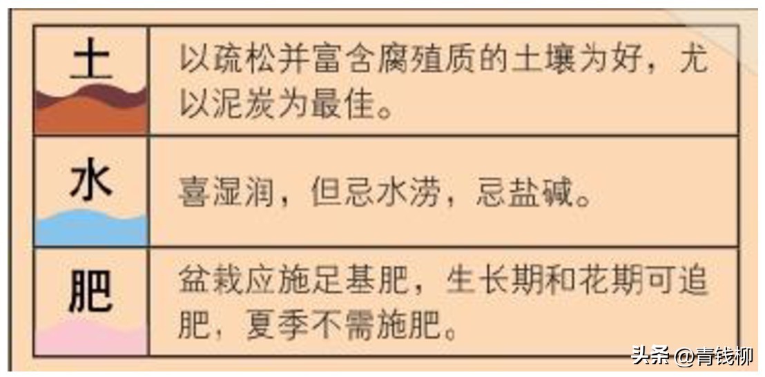 普通观花君子兰品种,花卉君子兰的养殖方法和技巧