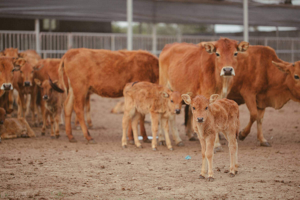 技术分享|规模化母牛养殖场繁殖成活率提升的技术措施研究