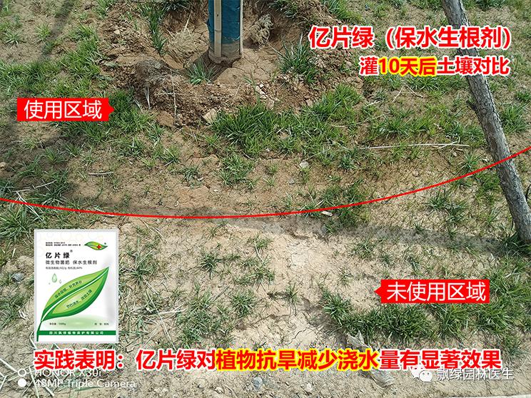 草坪苗木生长抑制最好方法,草坪灌木苗的养殖方法