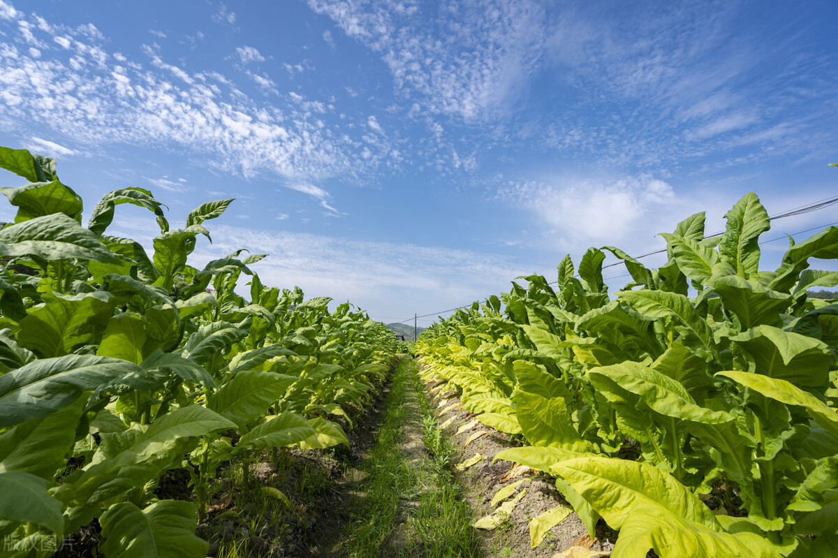 戒烟辅助器哪里有卖,戒烟有什么辅助药物