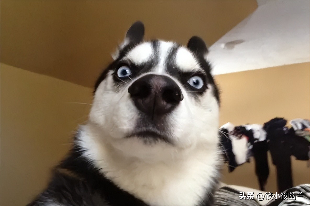 二傻子哈士奇怎么养,双血统哈士奇好养吗