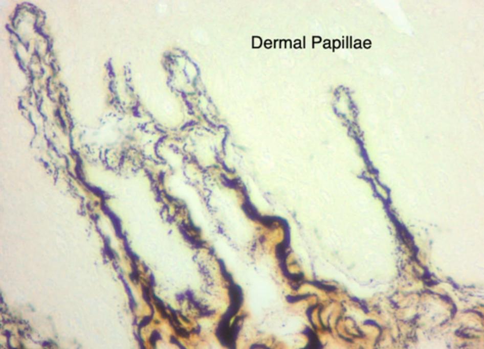 海豚繁殖能力如何,海豚怎样进行繁衍