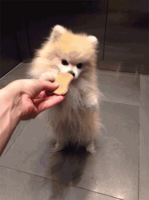 博美泪痕是什么原因导致的,去除博美泪痕的方法