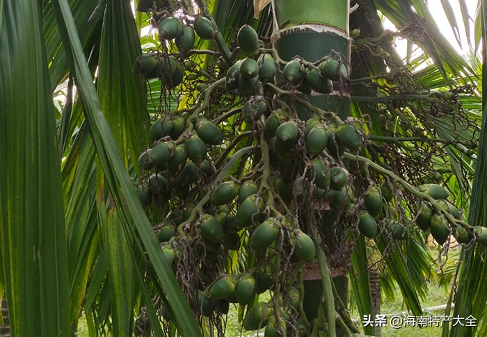 2021年2月3日海南槟榔价格 (2021海南槟榔生果价格)