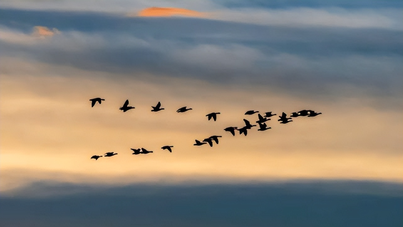 在野外迷路了有什么天然指南针,在野外迷了路有哪些天然指南针