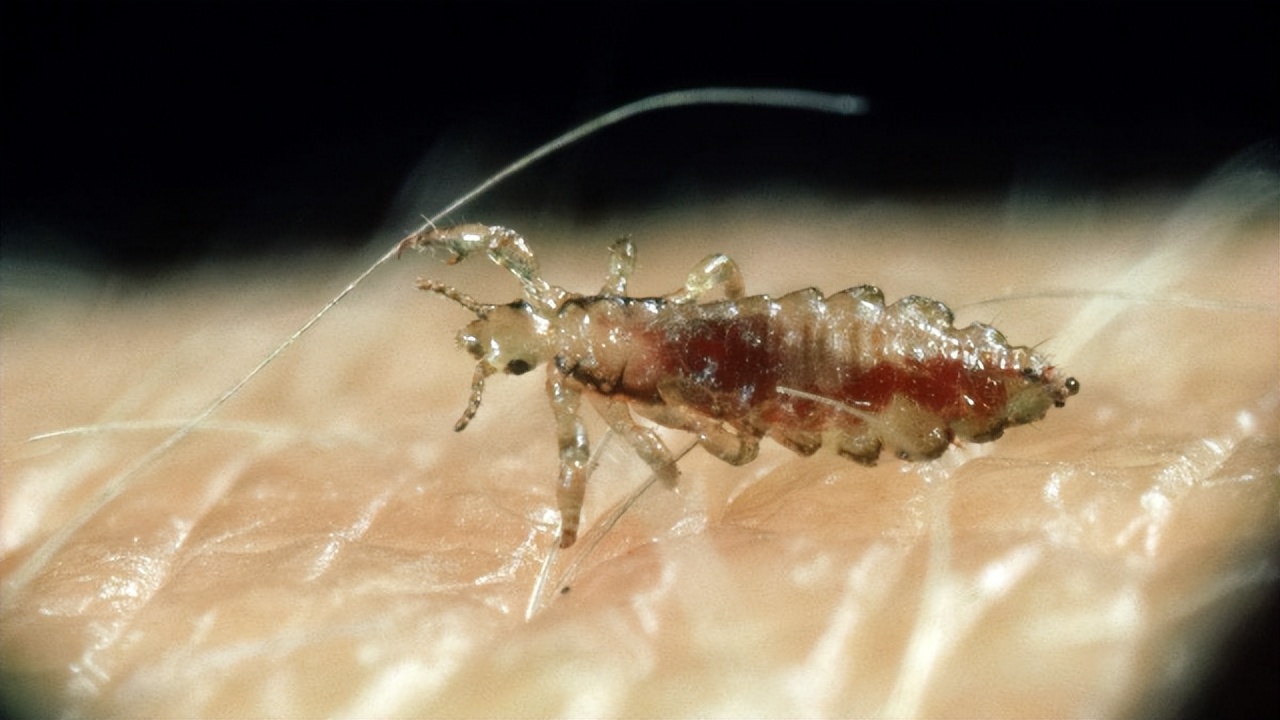 生存了5亿年的物种,生存几亿年没灭绝的生物